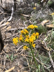 Senecio integerrimus exaltatus