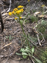 Senecio integerrimus exaltatus