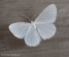 Protitame virginalis