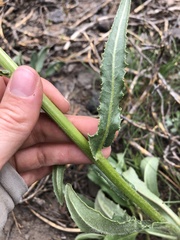 Senecio integerrimus exaltatus