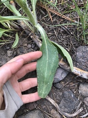 Senecio integerrimus exaltatus