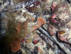 Echinophryne crassispina