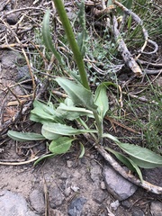 Senecio integerrimus exaltatus