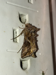 Autographa rubidus