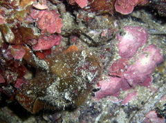 Echinophryne crassispina