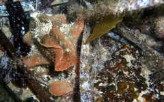 Echinophryne crassispina