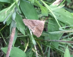 Phalaenostola metonalis