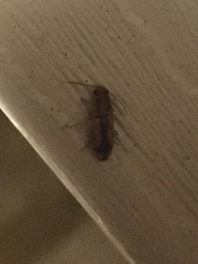 Conoderus vespertinus