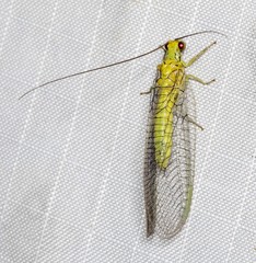 Calochrysa extranea