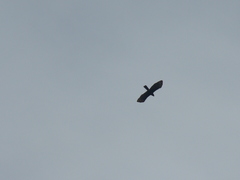 Spizaetus tyrannus