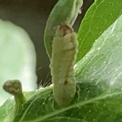 Celastrina serotina