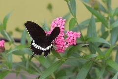 Papilio polytes