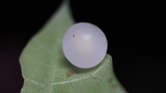 Amphibolips nubilipennis