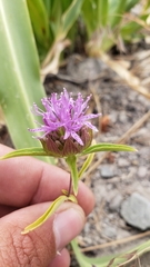 Monardella breweri lanceolata