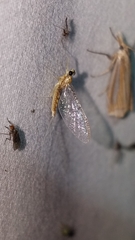 Leucrocuta umbratica