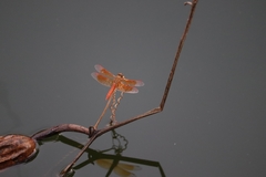 Brachythemis contaminata