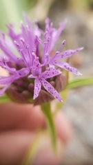 Monardella breweri lanceolata