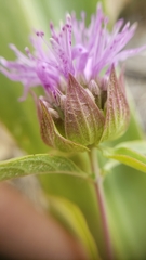 Monardella breweri lanceolata