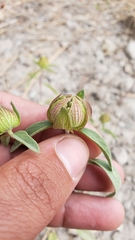 Monardella breweri lanceolata