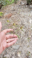 Monardella breweri lanceolata