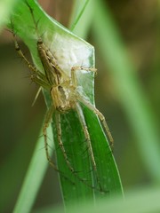 Oxyopes