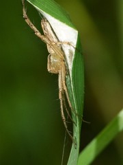 Oxyopes