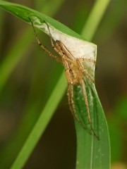 Oxyopes