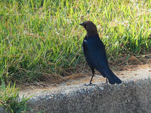 Brown-headed Cowbird photographed in Maryland