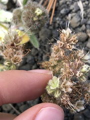 Phacelia hastata compacta