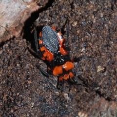 Tegea atropicta