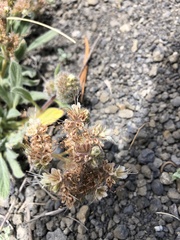 Phacelia hastata compacta