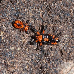 Tegea atropicta