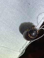 Xyloryctes jamaicensis