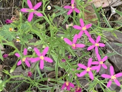 Zeltnera beyrichii