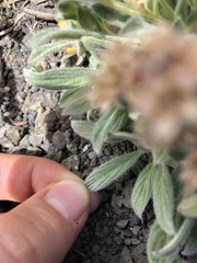 Phacelia hastata compacta