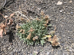 Phacelia hastata compacta