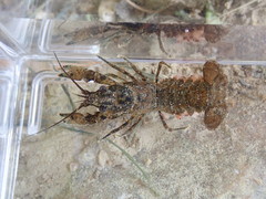 Faxonius carolinensis