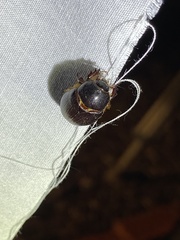 Xyloryctes jamaicensis