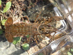 Faxonius carolinensis