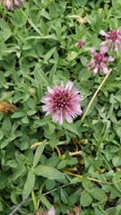 Trifolium beckwithii
