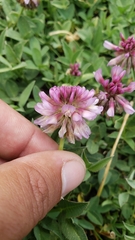 Trifolium beckwithii
