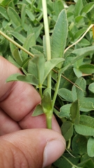 Trifolium beckwithii