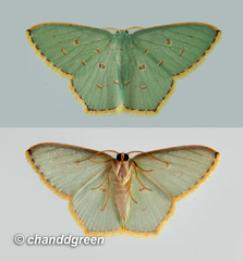 Comostola meritaria