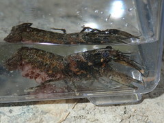 Faxonius carolinensis