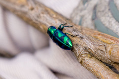 Chrysobothris lucana