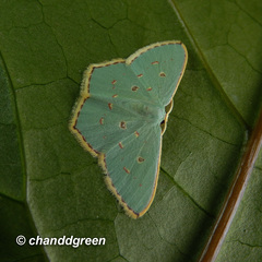 Comostola meritaria