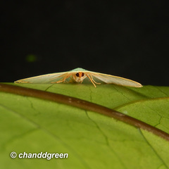 Comostola meritaria