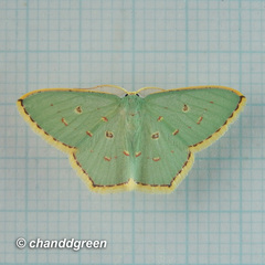 Comostola meritaria