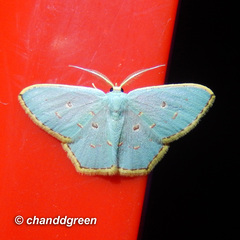 Comostola meritaria