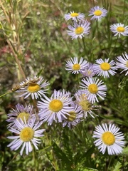 Erigeron decumbens